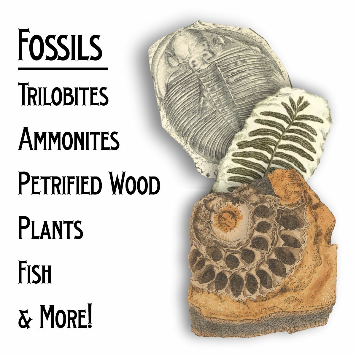 Fossils