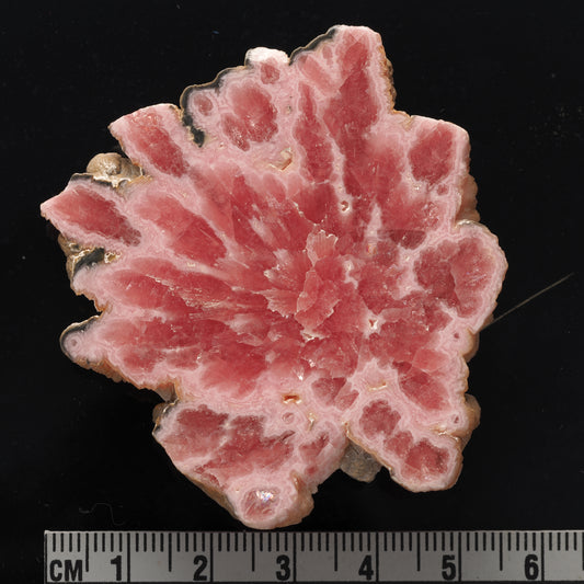 Rhodochrosite (slab) | Argentina