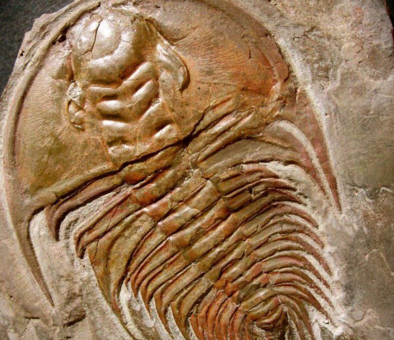 Olenellus gilberti | Trilobite | Nevada, USA