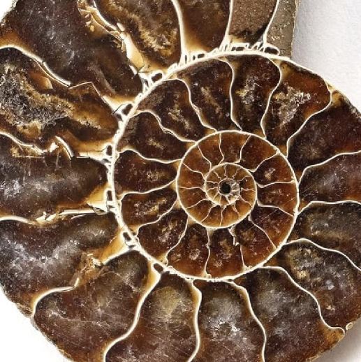 Ammonites
